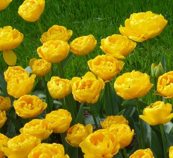 Тюльпан Голд Февер пионовидный