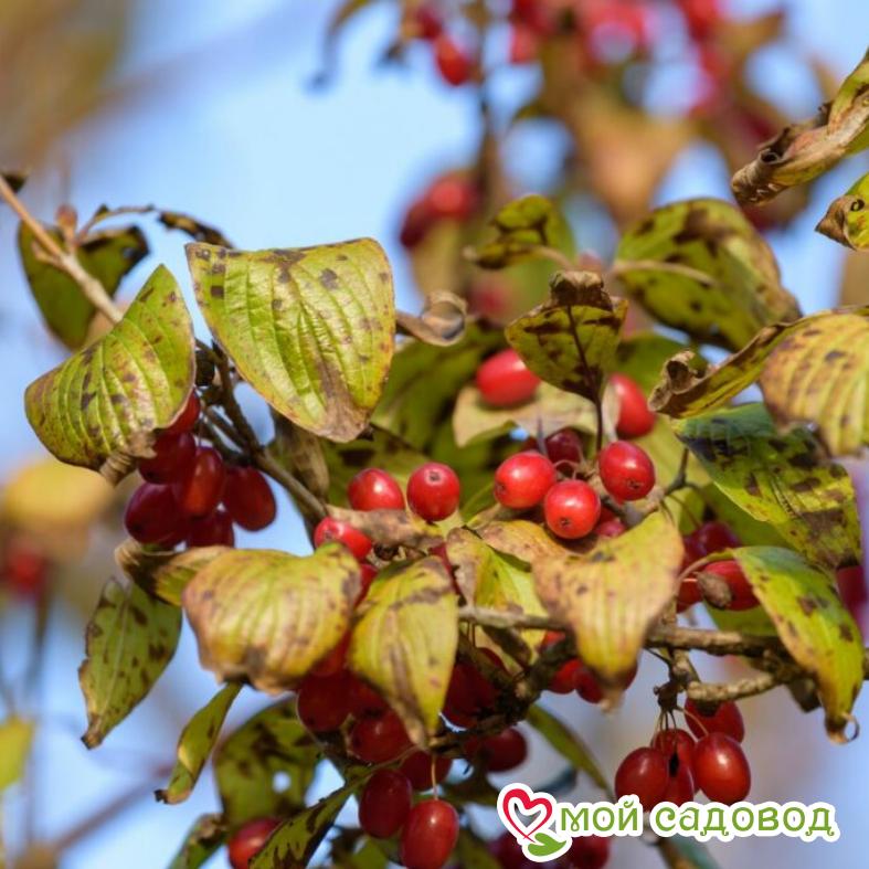 Кизил "Евгения"