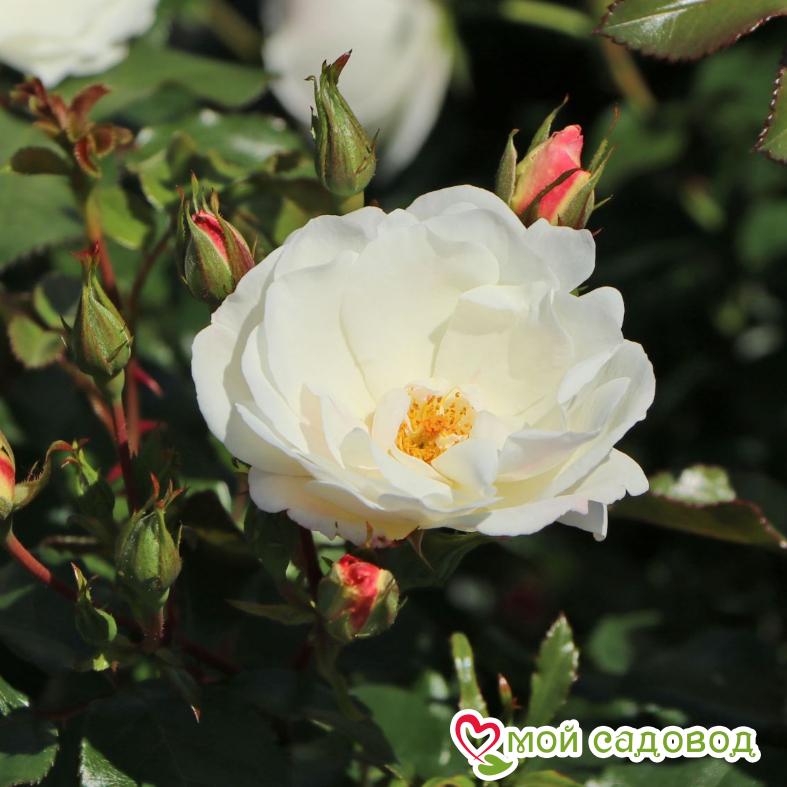 Роза Вайсе Вольке