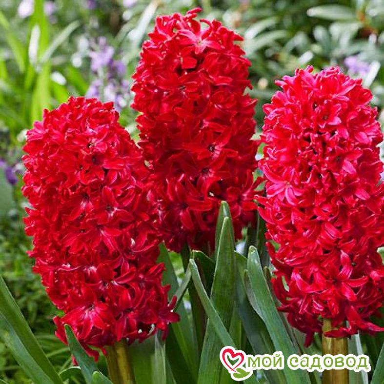 Гиацинт Вурбак садовый