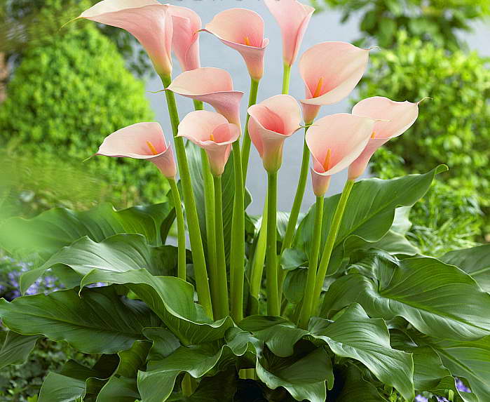 Калла Фламинго