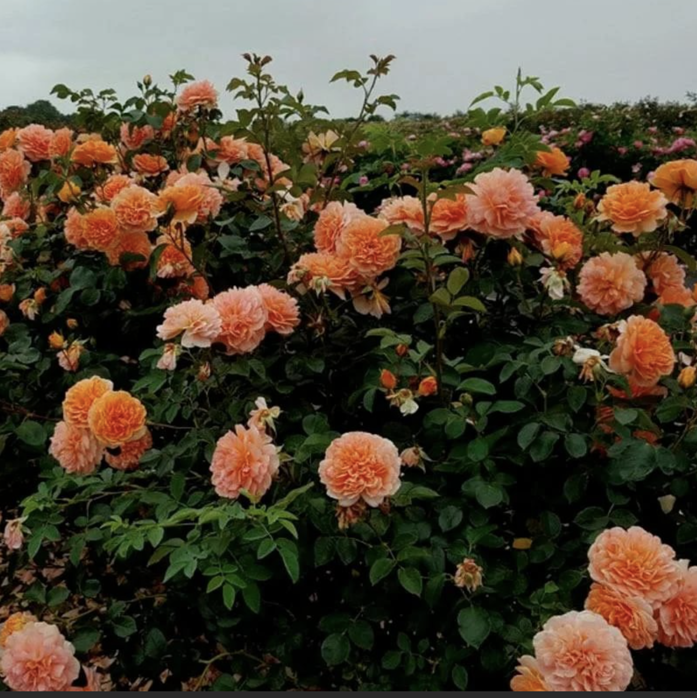 Роза Дама Джуди Денч