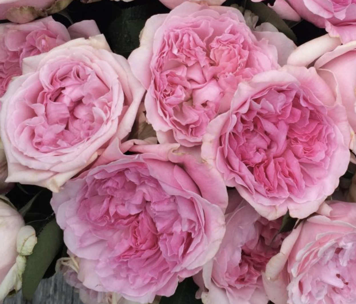 Роза Миранда