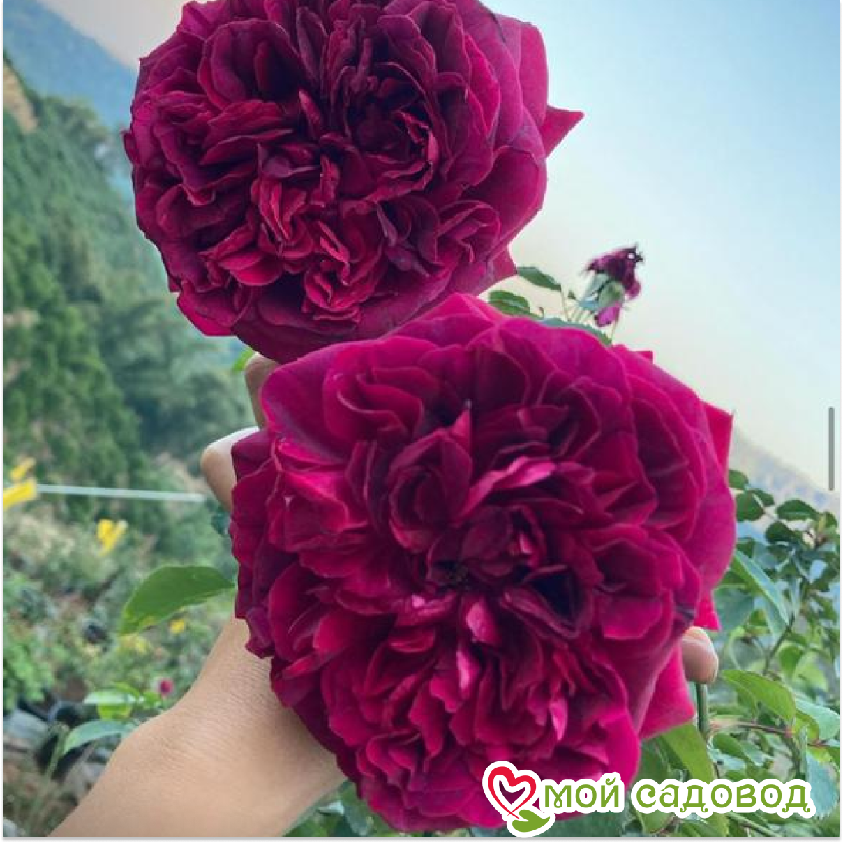 Роза Твайлайт Зоная