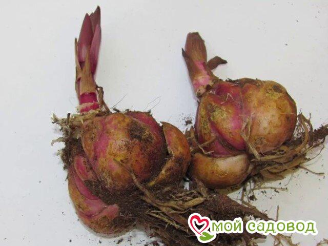 Лилия Багровое Сияние