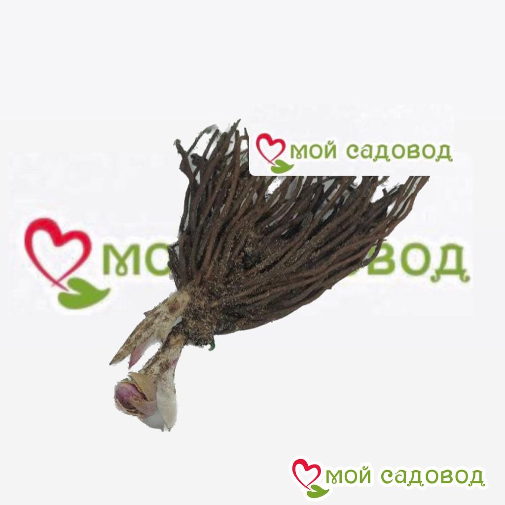 Хоста Малыш Шедевр