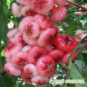 Яблоня Одиссо