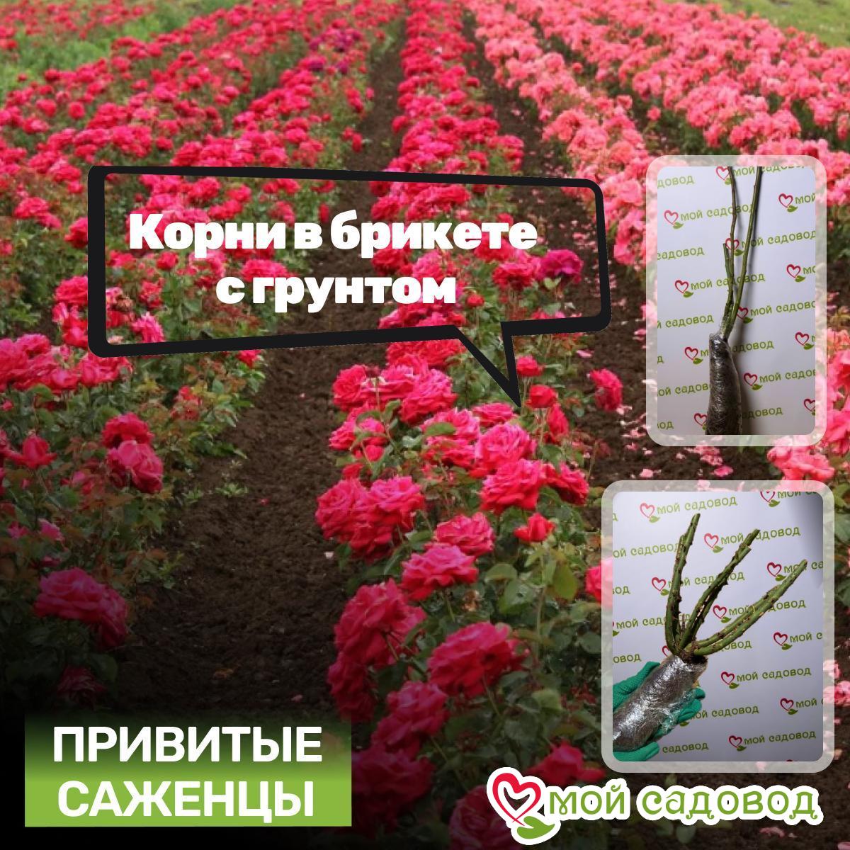 Роза Пионовидная Лэйси Стар